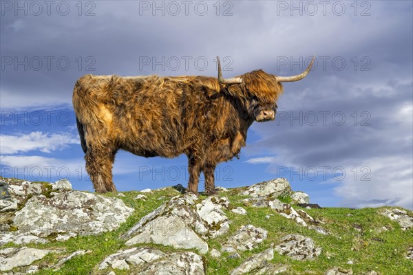 Highland cow