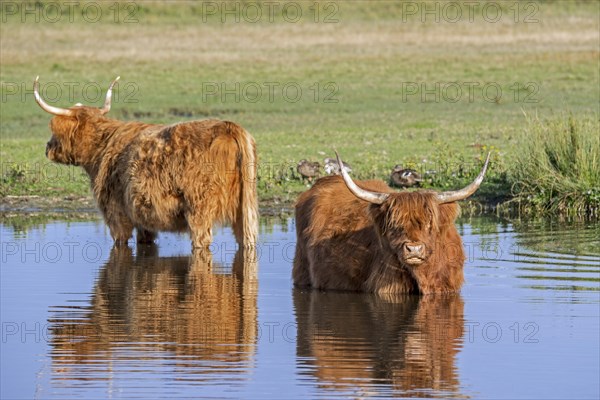 Two Highland cows