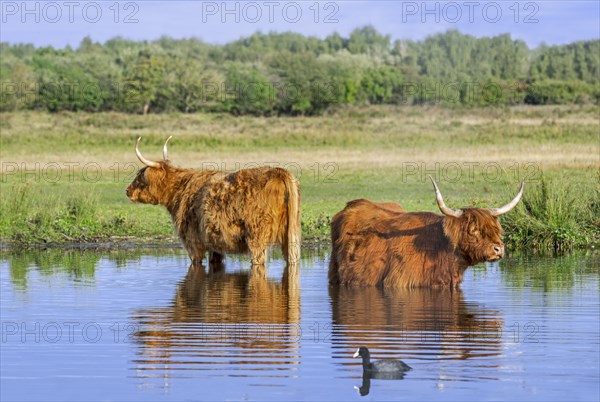 Two Highland cows