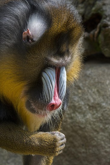 Mandrill