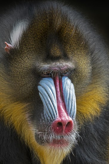 Mandrill