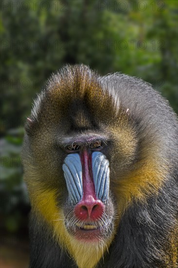 Mandrill