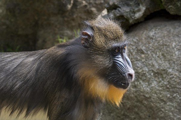 Mandrill