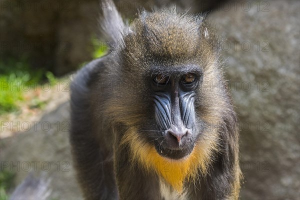 Mandrill