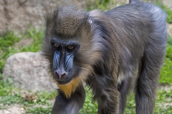 Mandrill