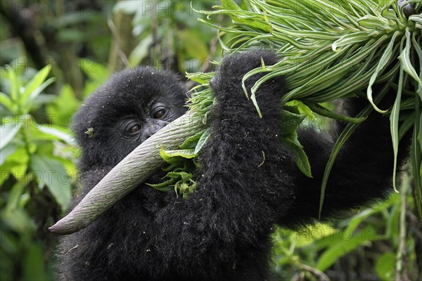 Close-up of juvenile Mountain gorilla