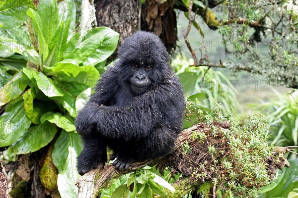 Close-up of young Mountain gorilla