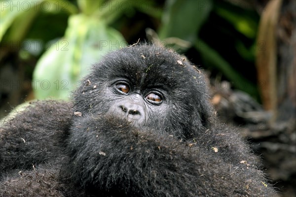 Close-up of Mountain gorilla