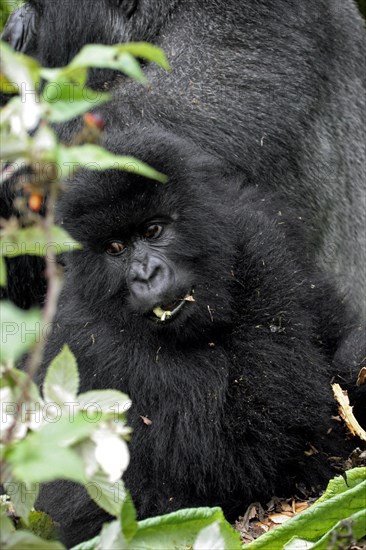 Close-up of juvenile Mountain gorilla