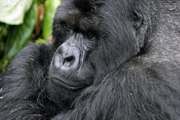 Close-up of male Mountain gorilla