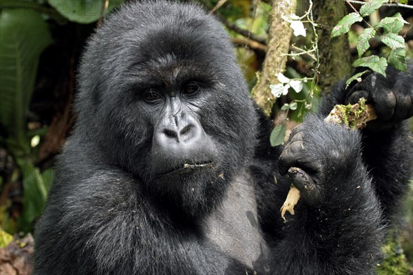 Close-up of male Mountain gorilla