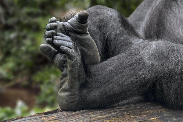 Western lowland gorilla