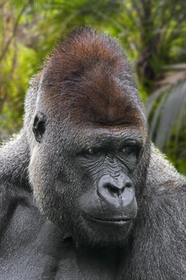 Western lowland gorilla