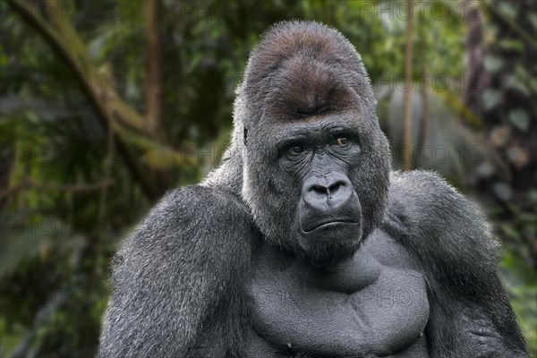 Western lowland gorilla