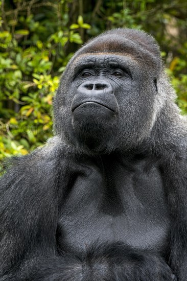 Western lowland gorilla