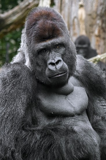 Western lowland gorilla