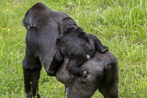 Western lowland gorilla