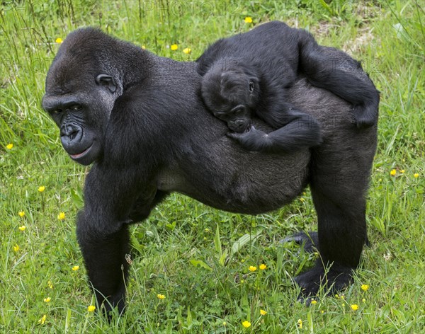 Western lowland gorilla