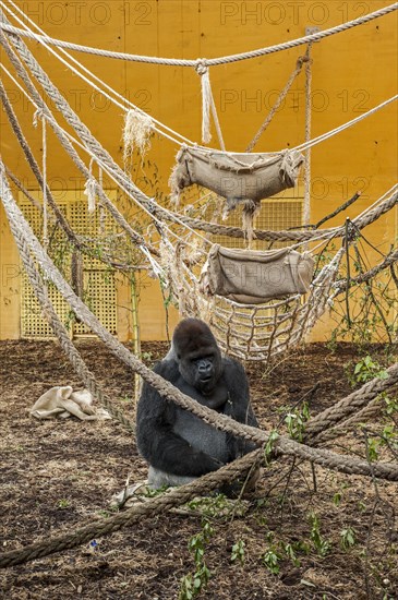 Western lowland gorilla