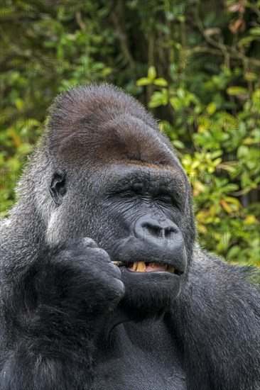 Western lowland gorilla