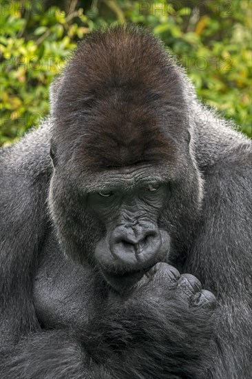 Western lowland gorilla