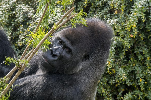 Western lowland gorilla