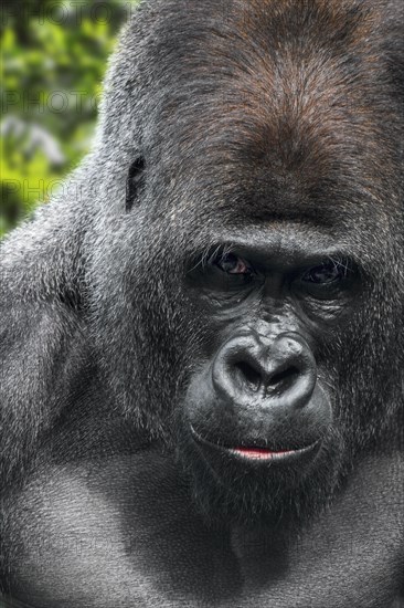 Western lowland gorilla