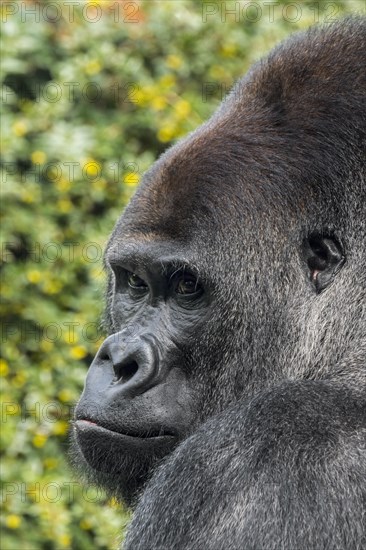 Western lowland gorilla