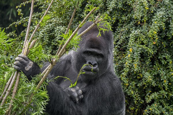 Western lowland gorilla