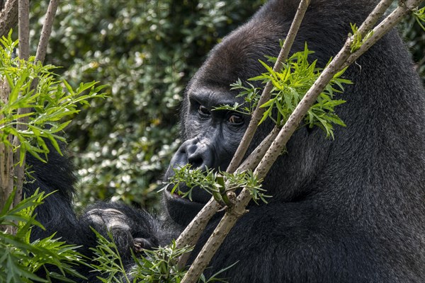 Western lowland gorilla