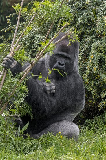 Western lowland gorilla