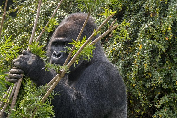 Western lowland gorilla