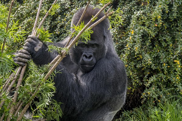 Western lowland gorilla