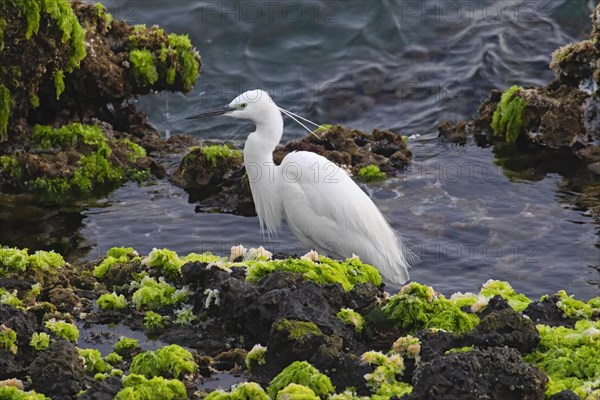 Little egret