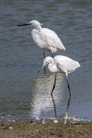 Two juvenile little egrets