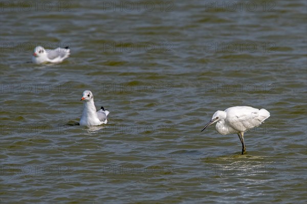 Little egret