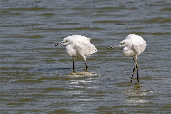 Two juvenile little egrets