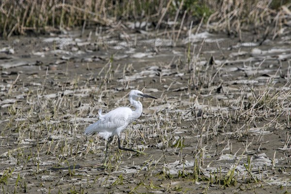 Little egret