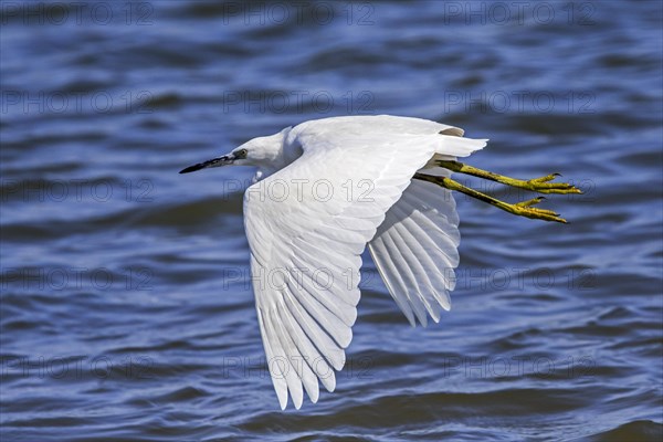 Little egret