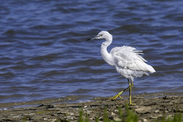 Little egret