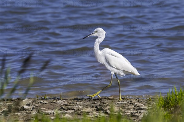 Little egret