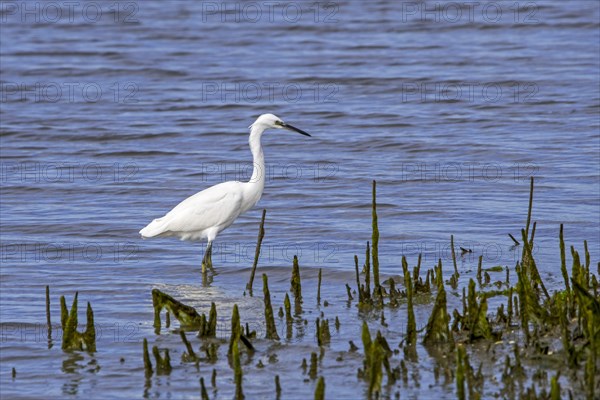 Little egret