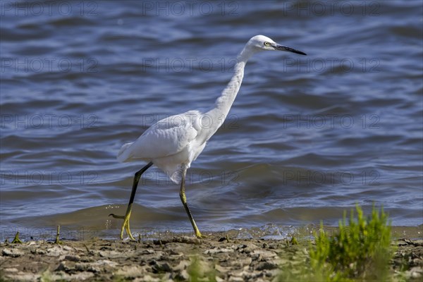 Little egret