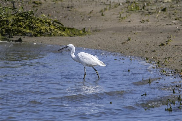 Little egret