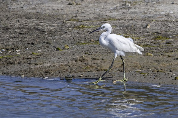 Little egret