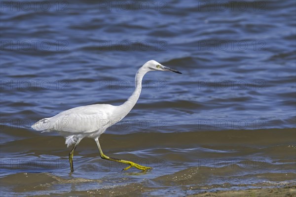 Little egret