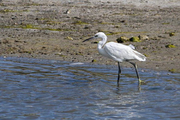 Little egret