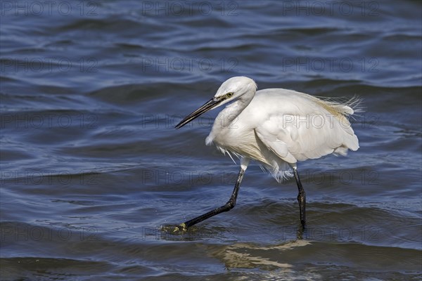 Little egret