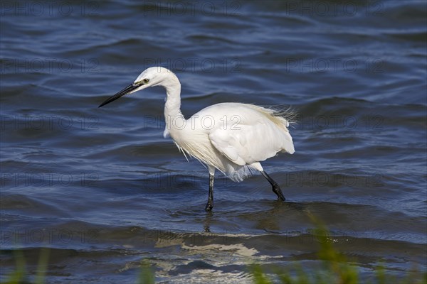 Little egret