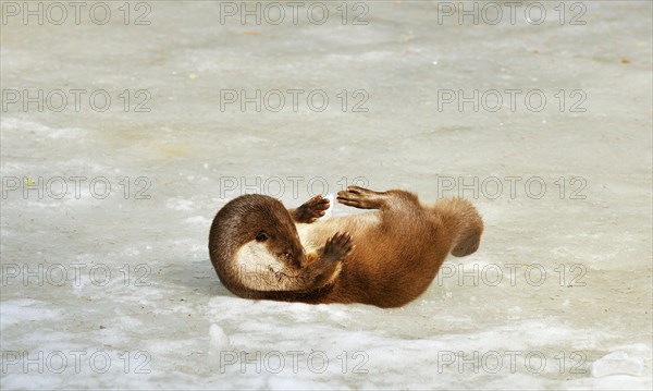 European otter